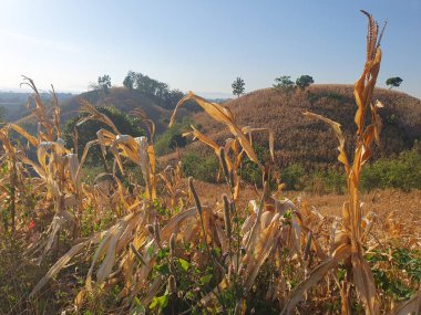 Kırsaldaki mısır tarlası