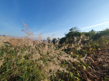 Çimen ve mavi gökyüzü olan güzel bir manzara.