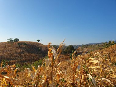 Tarlada bir ağacı olan güzel bir manzara.
