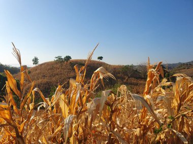 Buğday tarlası olan güzel bir manzara.