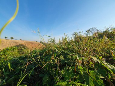 sabah yeşil çim alanı