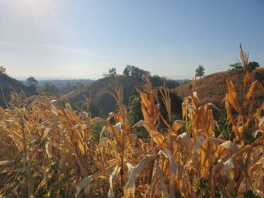 Mısır tarlası olan güzel bir manzara.
