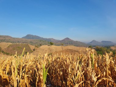 Kırsaldaki mısır tarlası