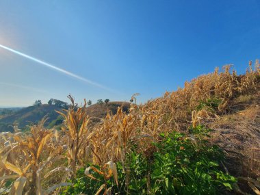 Dağlarda mısır tarlası olan güzel bir manzara.