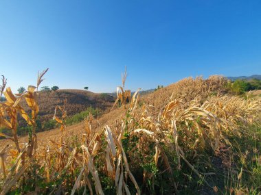 Buğday tarlası ve mavi gökyüzü olan güzel bir manzara.
