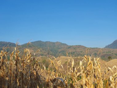 Büyük bir mısır tarlası olan güzel bir manzara. 