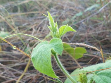 yeşil yapraklar, bitkiler ve yapraklar