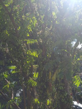 bir ağacın yeşil yaprakları