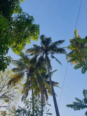 Mavi gökyüzü ile Hindistan cevizi ağacı