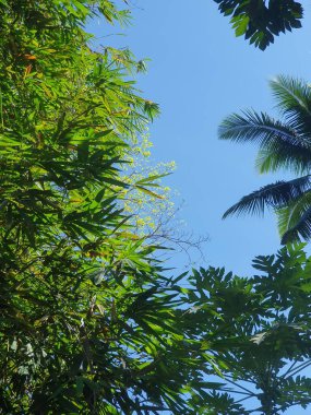 Güzel botanik fotoğrafı, doğal duvar kağıdı.