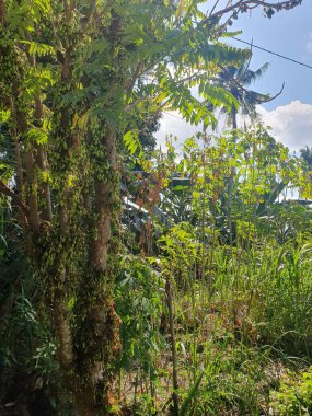 Ormanda yeşil yapraklar
