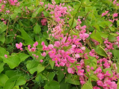 Bahçedeki güzel pembe çiçekler