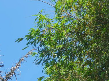 bir ağacın yeşil yaprakları