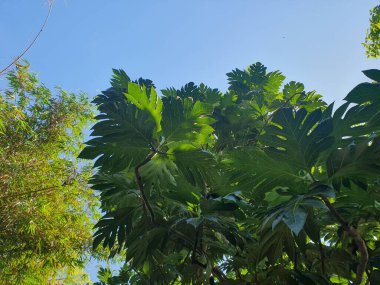Ormanda yeşil yapraklar