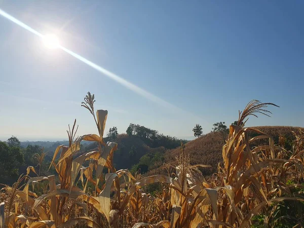 Mısır tarlası, kırsal bölge