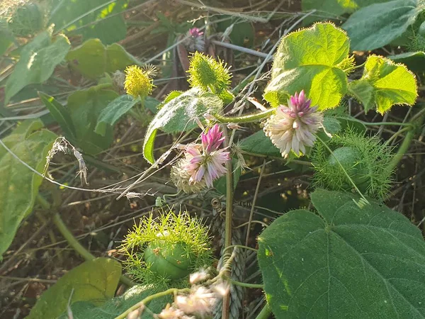 Bahçedeki güzel çiçekler