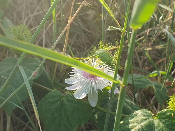 Bahçedeki güzel çiçekler