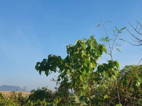 Doğanın güzel manzarası