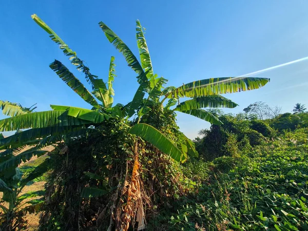 Sabah muz çiftliği