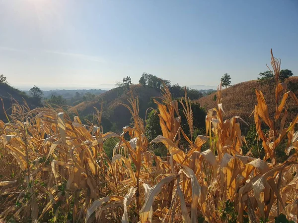 Mısır tarlası olan güzel bir manzara.