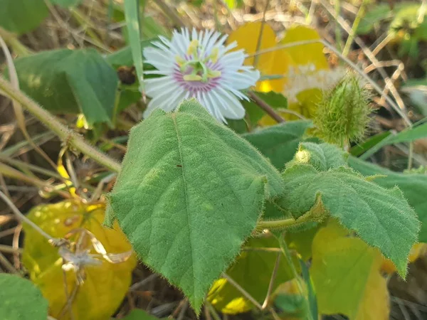 Bahçedeki beyaz çiçekleri kapat.