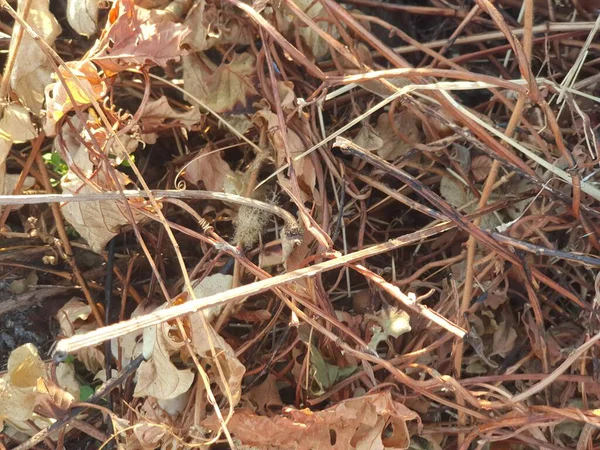 Yerdeki kuru yapraklar, arka plan, doğa