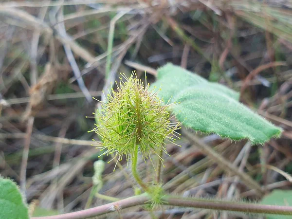 Genç, yeşil bir bitkinin yakınında.