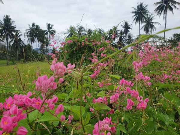Güzel botanik fotoğrafı, doğal duvar kağıdı.
