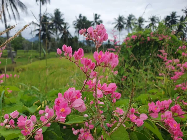 Bahçedeki pembe tesisat çiçekleri