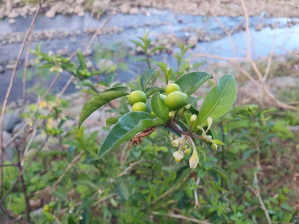 Bahçede yeşil yapraklar