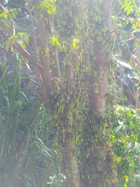 bir ağacın yeşil yaprakları