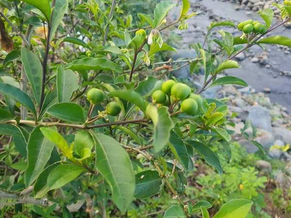 Yeşil yaprakları kapat