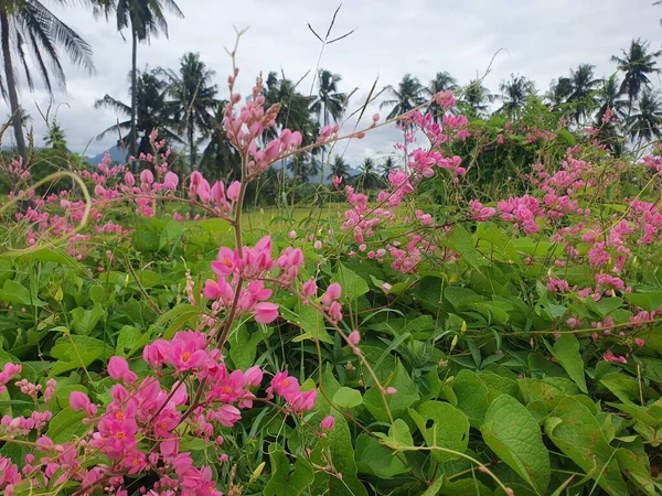 Güzel botanik fotoğrafı, doğal duvar kağıdı.