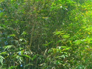 Ormanda yeşil yapraklar