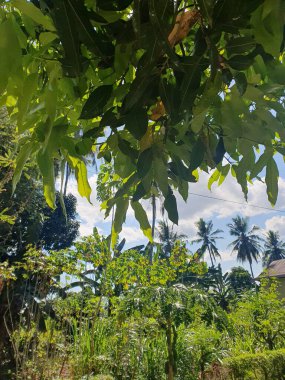 Bahçedeki palmiye ağacı