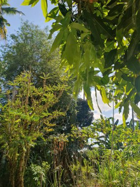 Güzel botanik fotoğrafı, doğal duvar kağıdı.