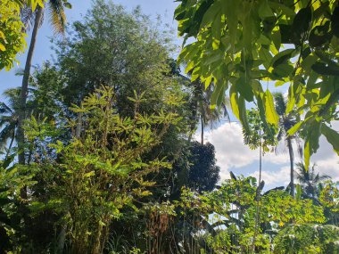 Ormanın güzel manzarası