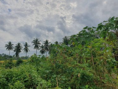 Ormanda yeşil pirinç tarlası