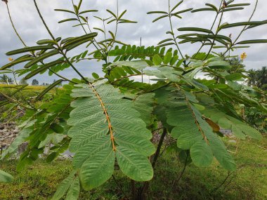 bir ağacın yeşil yaprakları