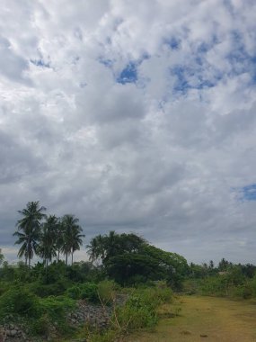 Tarlada palmiye ağacı