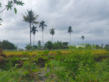 Yeşil ağaçlar, gökyüzü ve bulutlar 