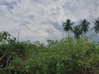 Doğanın güzel manzarası