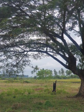 Parkın güzel manzarası