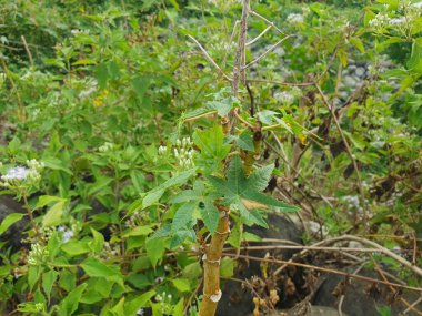 Yeşil yapraklar ve yeşil bitkiler 