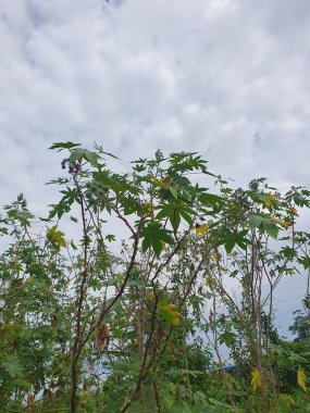 Güzel botanik fotoğrafı, doğal duvar kağıdı.