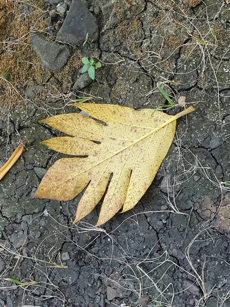 Çimlerin üzerinde sarı yapraklar