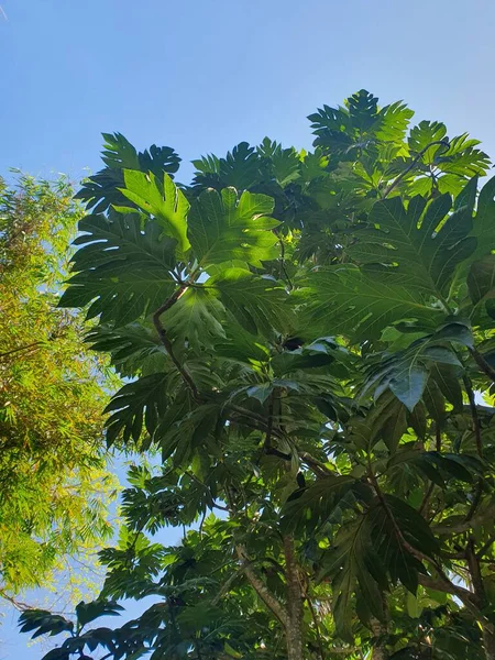 bir ağacın yeşil yaprakları