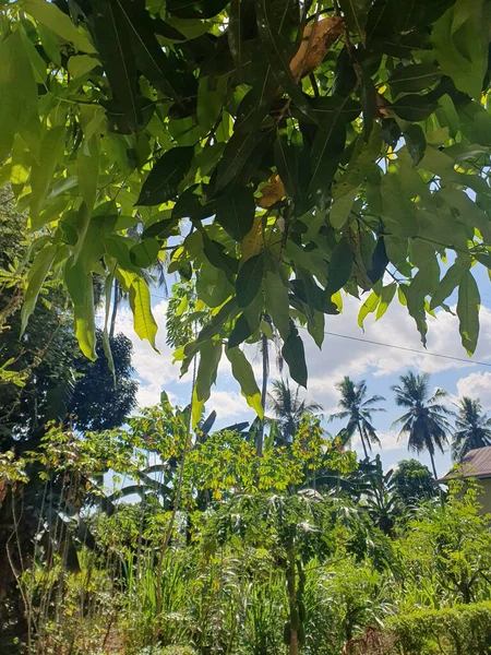 Bahçedeki palmiye ağacı