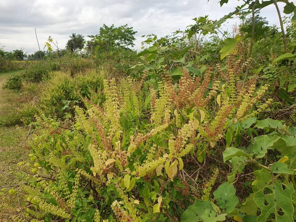 Bahçedeki yeşil bitki