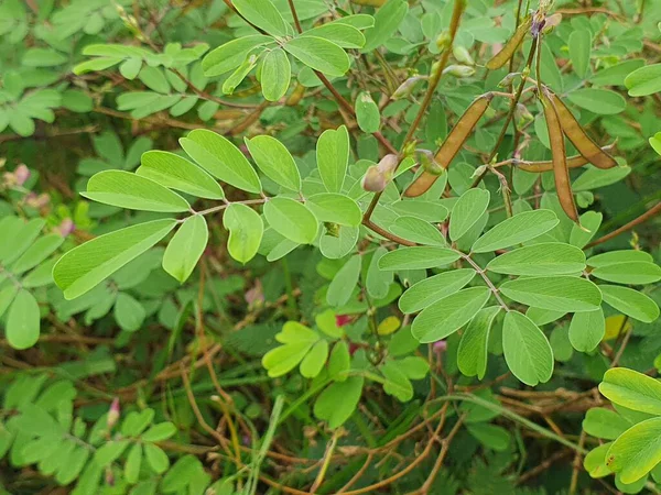 yeşil yapraklar, bitkiler ve yapraklar